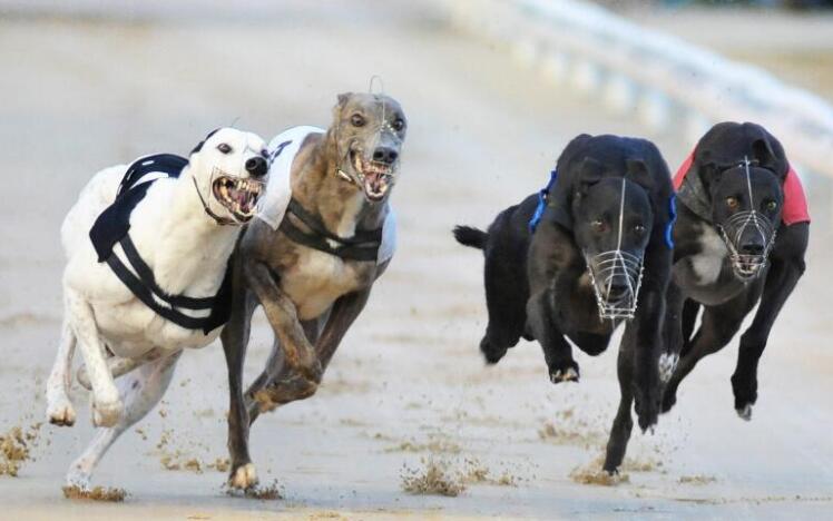 Greyhounds racing