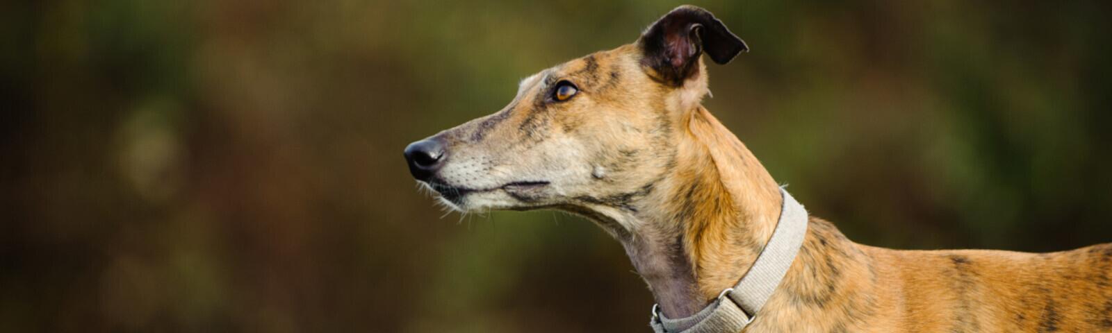 Greyhound staring to the left.