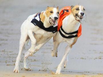 Greyhounds racing.